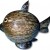 Coconut Shell Fish Coin Bank